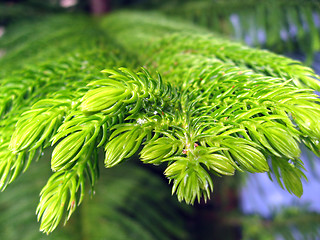 Image showing Tree Branch in Tuscany, July 2007