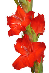 Image showing Gladiolus