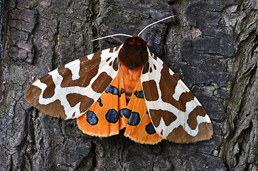 Image showing Tiger Moth