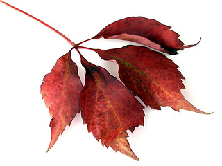 Image showing autumn leaf