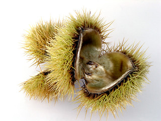 Image showing conker