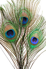 Image showing Peacock feathers