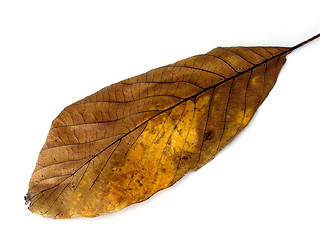 Image showing autumn leaf