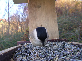 Image showing Bird