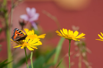 Image showing small tortoiseshell