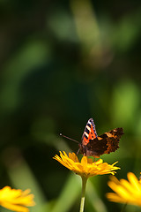 Image showing Small tortoiseshell