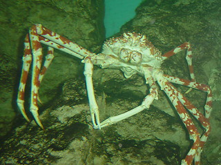 Image showing Japanese Sea Spider