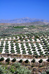 Image showing Agriculture in Crete, Greece.