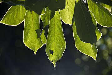 Image showing Sun through the Leaves, Tuscany, Italy, June 2009