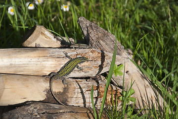 Image showing Running Lizards, Pisa, Italy, May 2009