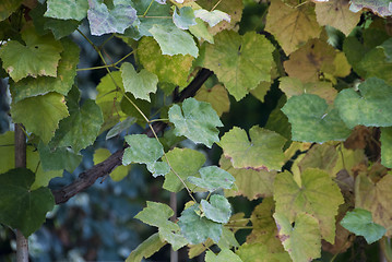 Image showing Autumn Leaves in a Tuscan Garden, Italy, October 2008