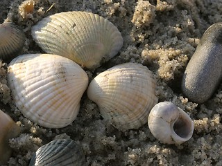 Image showing shells