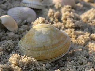 Image showing shells