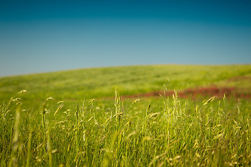 Image showing Harvest field