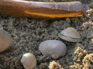 Image showing shells