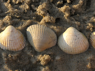 Image showing shells