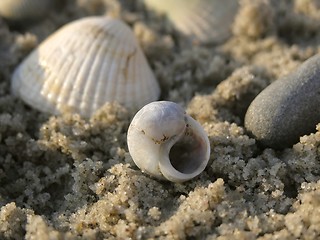 Image showing shells