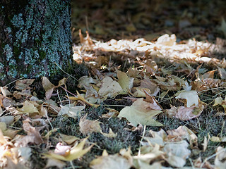 Image showing Fall tree