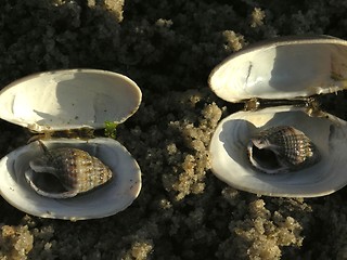 Image showing shells