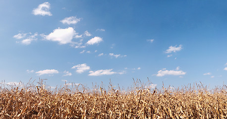 Image showing Dry corn field panorama