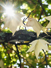 Image showing Autumn scene