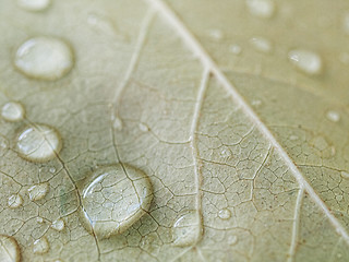 Image showing Brown leaf macro with drops