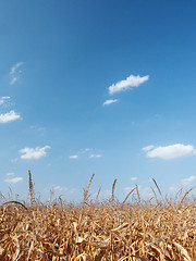 Image showing Dry corn field