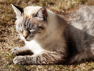 Image showing Resting cat