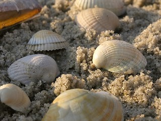 Image showing shells