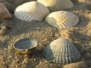 Image showing shells