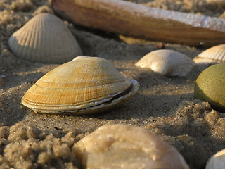 Image showing shells