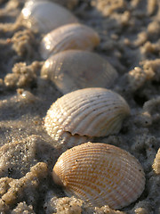 Image showing shells