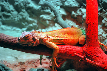 Image showing Lizard On Red