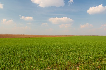 Image showing Field