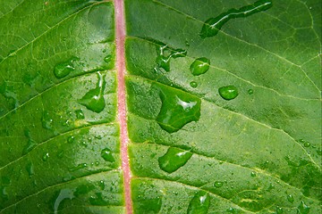 Image showing Leaf