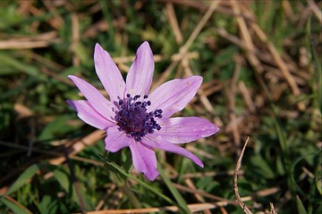 Image showing Flower