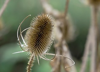 Image showing Plant