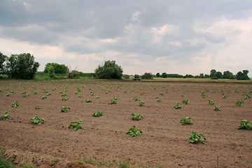 Image showing Agriculture