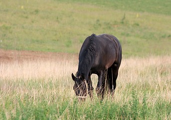 Image showing Horse