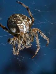 Image showing Spider