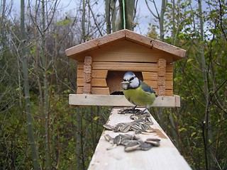 Image showing Titmouse