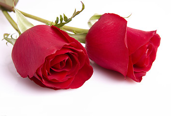 Image showing Two red roses