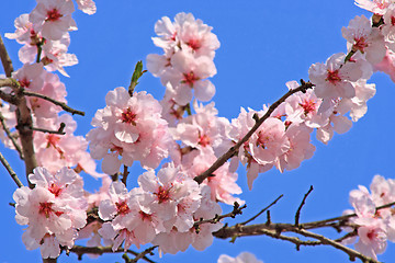 Image showing cherry blossom