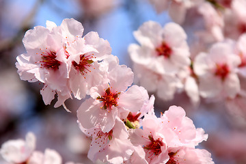 Image showing cherry blossom