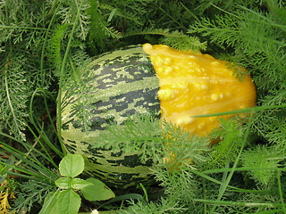 Image showing Decorative pumpkin