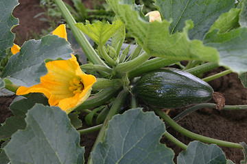 Image showing Little marrow type pumpkin and flower.