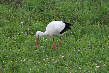 Image showing Stork 2