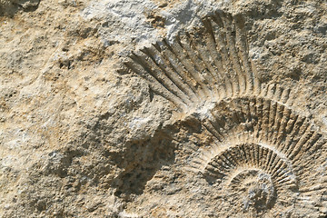 Image showing Ammonite fossil