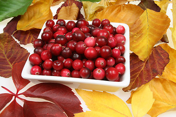 Image showing Cranberries.