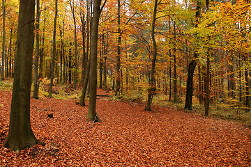 Image showing Fall forest.